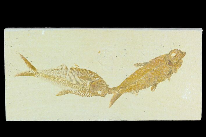 Diplomystus With Knightia Fossil Fish - Green River Formation #130220